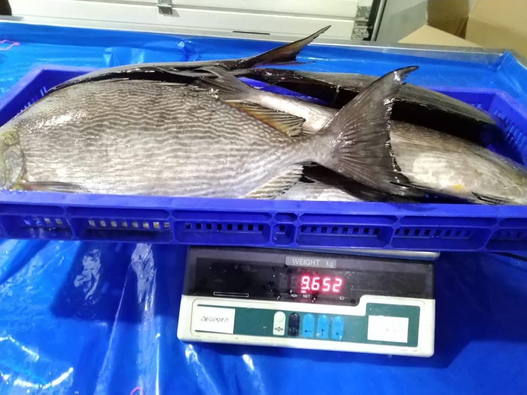 Jona Rabbit fish Oora WR 400g+ IQF IWP 10 Kg 10%-IN