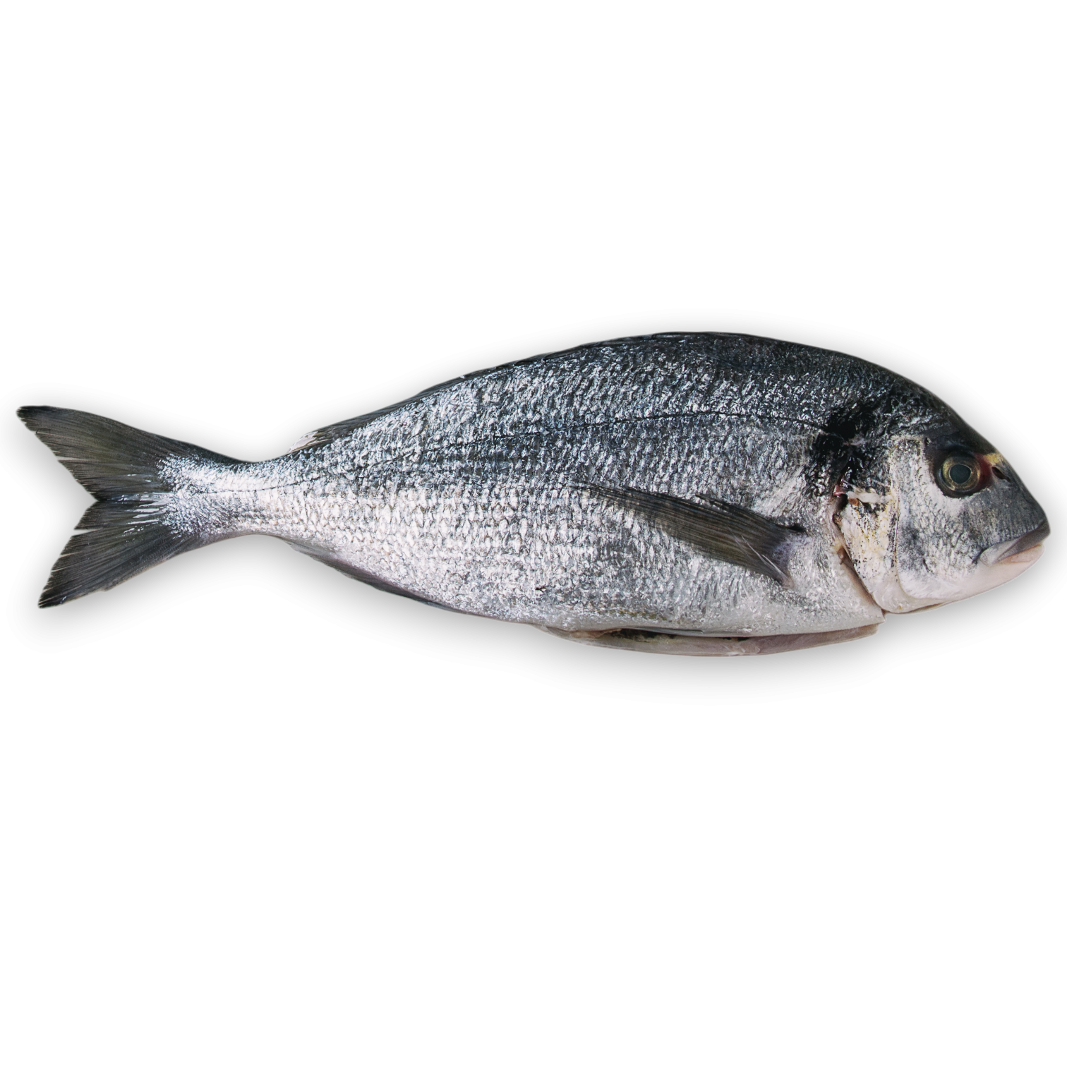 Jona Dorade Royal WGS 400-600g IQF 1 x 5kg 20%-TR