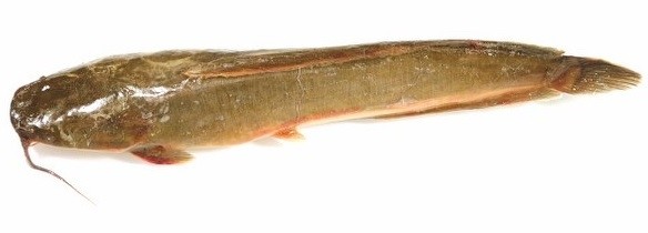 Catfish Gutted 300-500 gr 4 kg IQF 20 %-ID