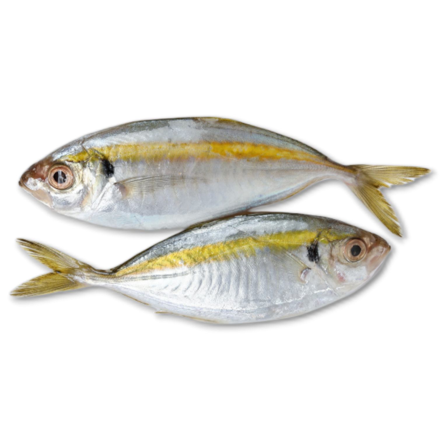 Chooperai/Yellowstripe trevally WR 30/40 10x1 Kg IQF-IN