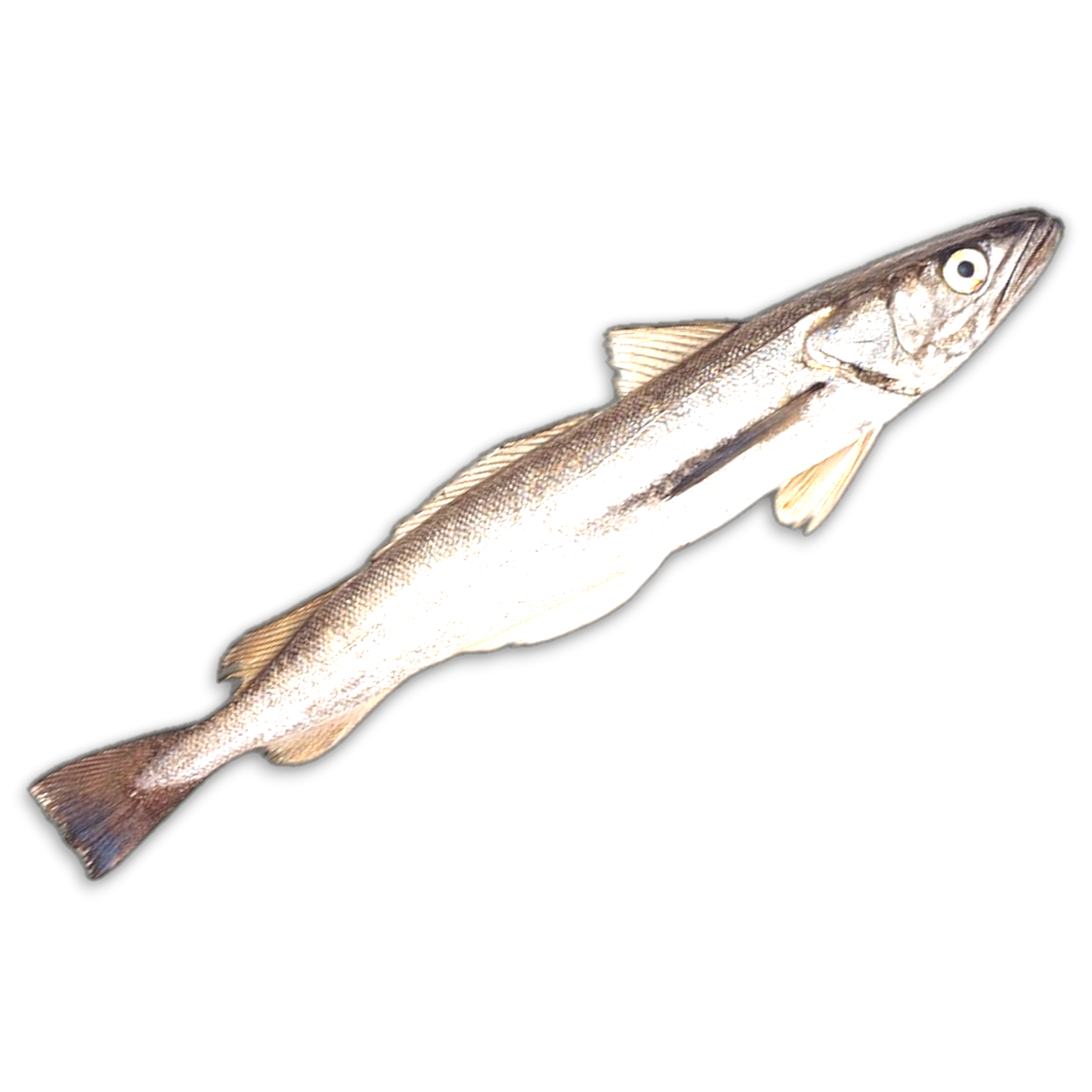 Hake WR 600g-UP Block 1 x 20kg -EC