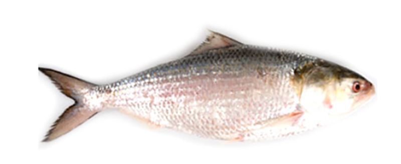 Sultanlar Hilsa WR 1000-1200g IWP 1 x 20kg 20% -MM