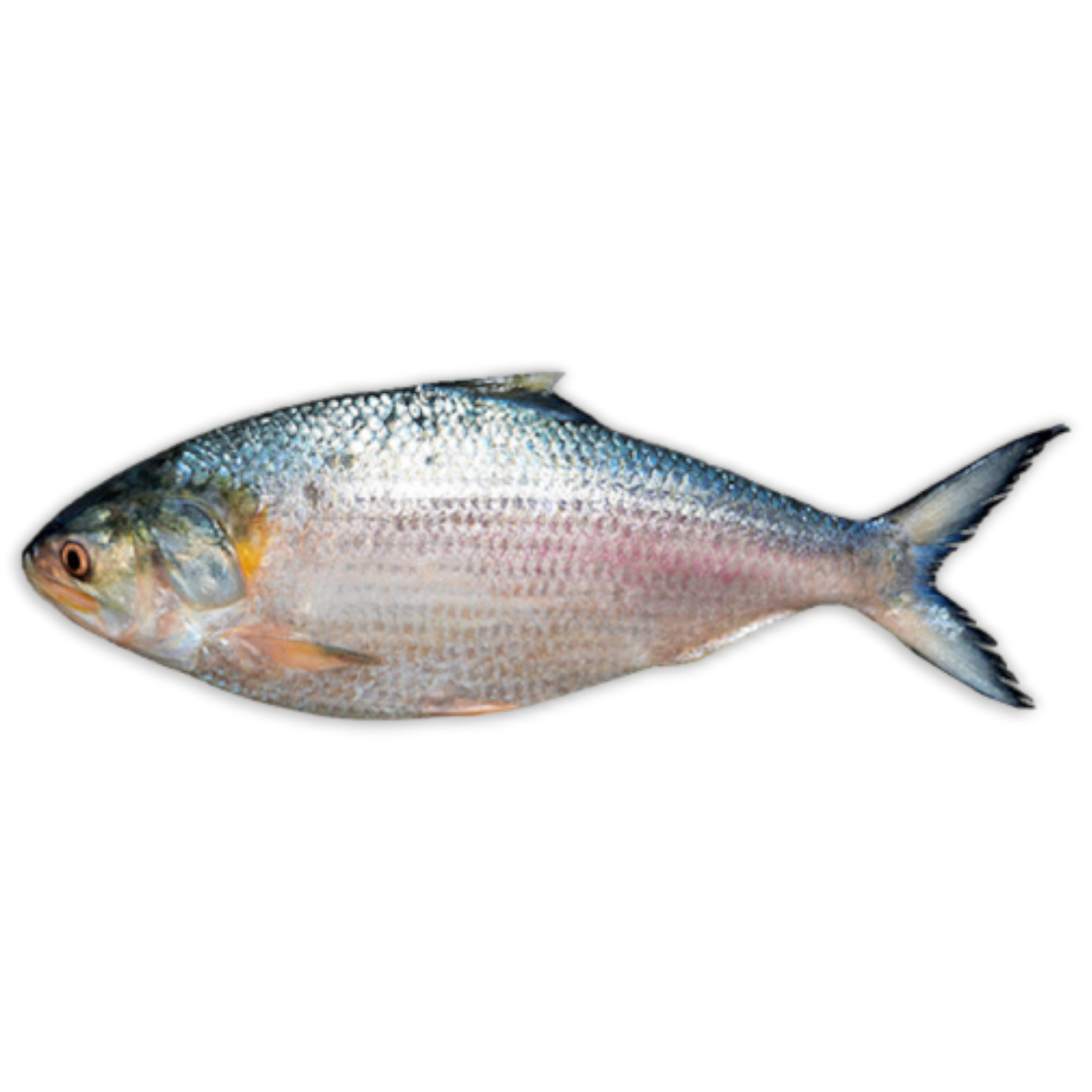 Sultanlar Hilsa WR 800-1000g IWP 1 x 20kg 20% -MM