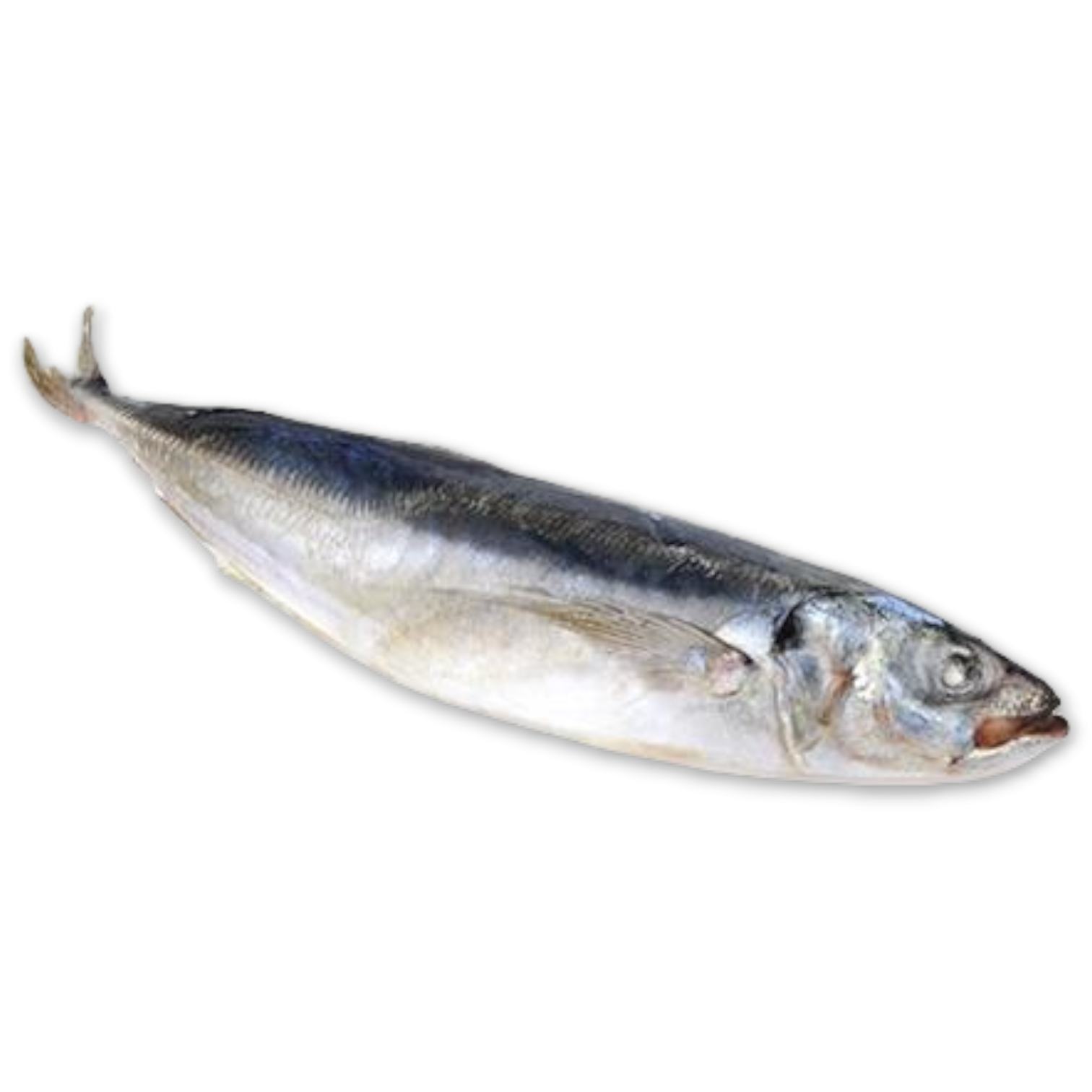 Jack/Horse Mackerel WR 300-500g Block 1 x 20kg -CL