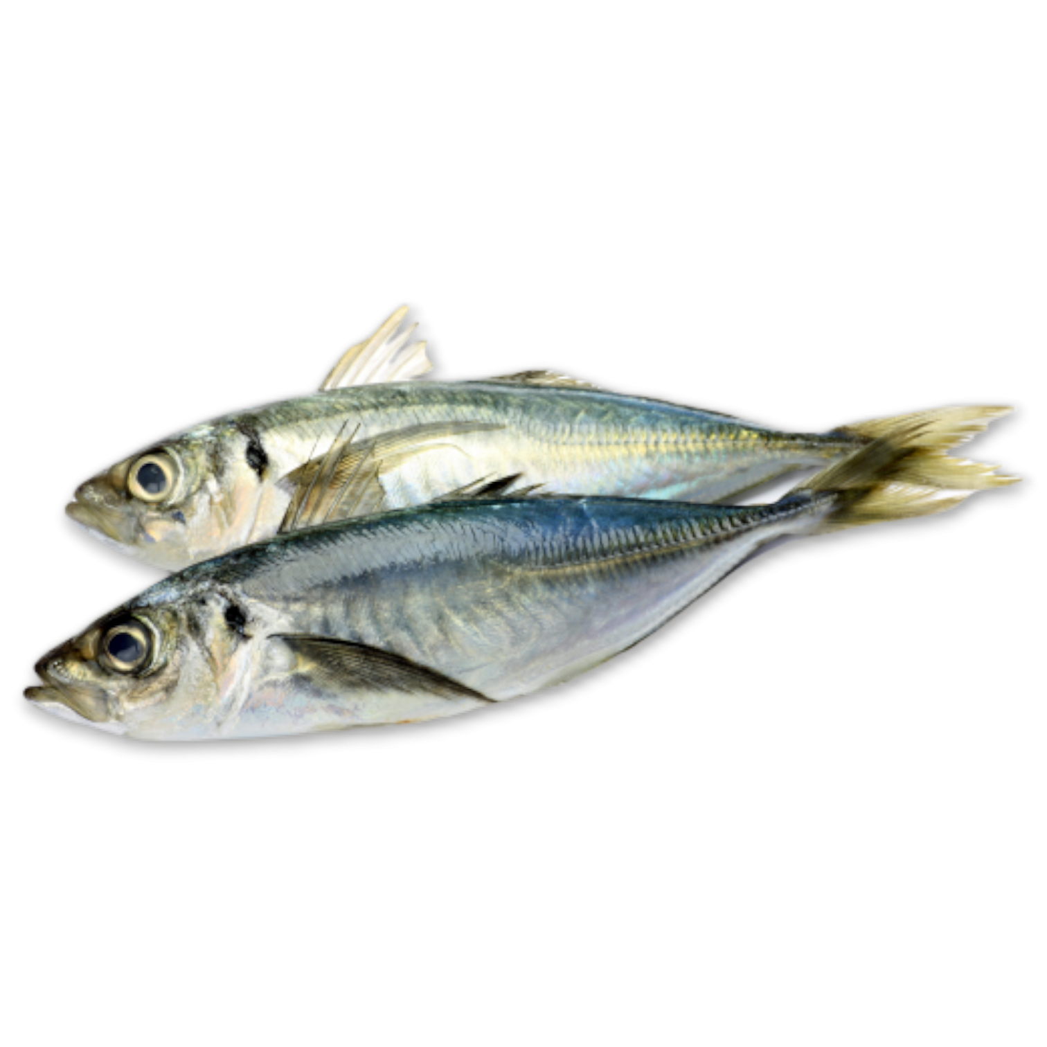 Jack/Horse Mackerel WR 500-900g Block 1 x 20kg -CL