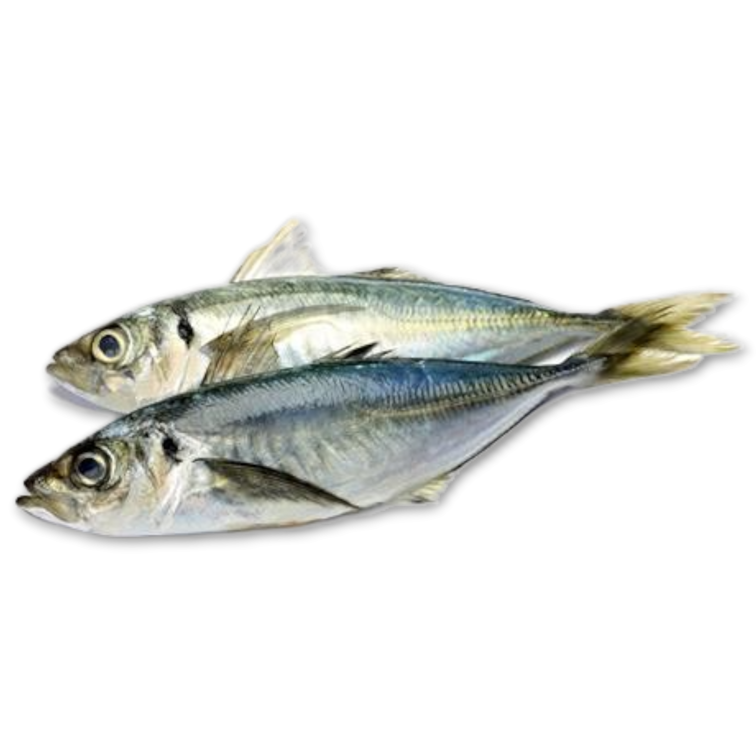 Pelagos Horse Mackerel WR 300-400g Block 2 x 12.5kg -FO