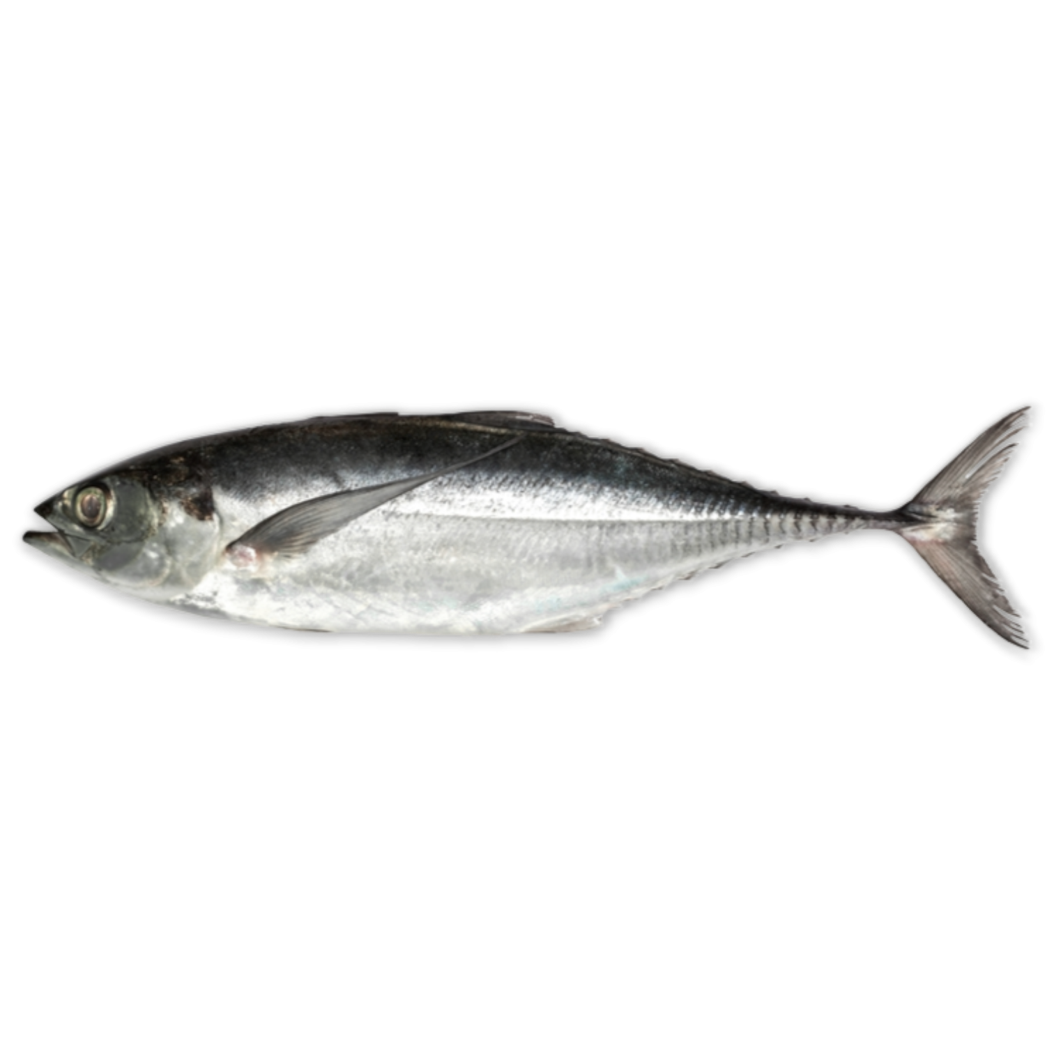 Indian horsemackerel / Torpedo Scad 2-3 pc 10x1 kg-IN