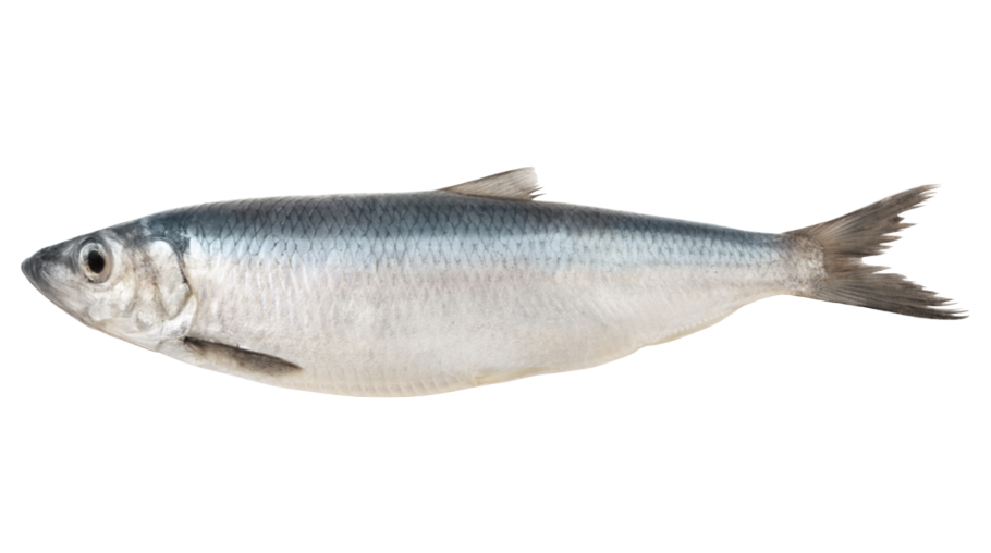 Herring IQF 100-200  1x10  kg-NL
