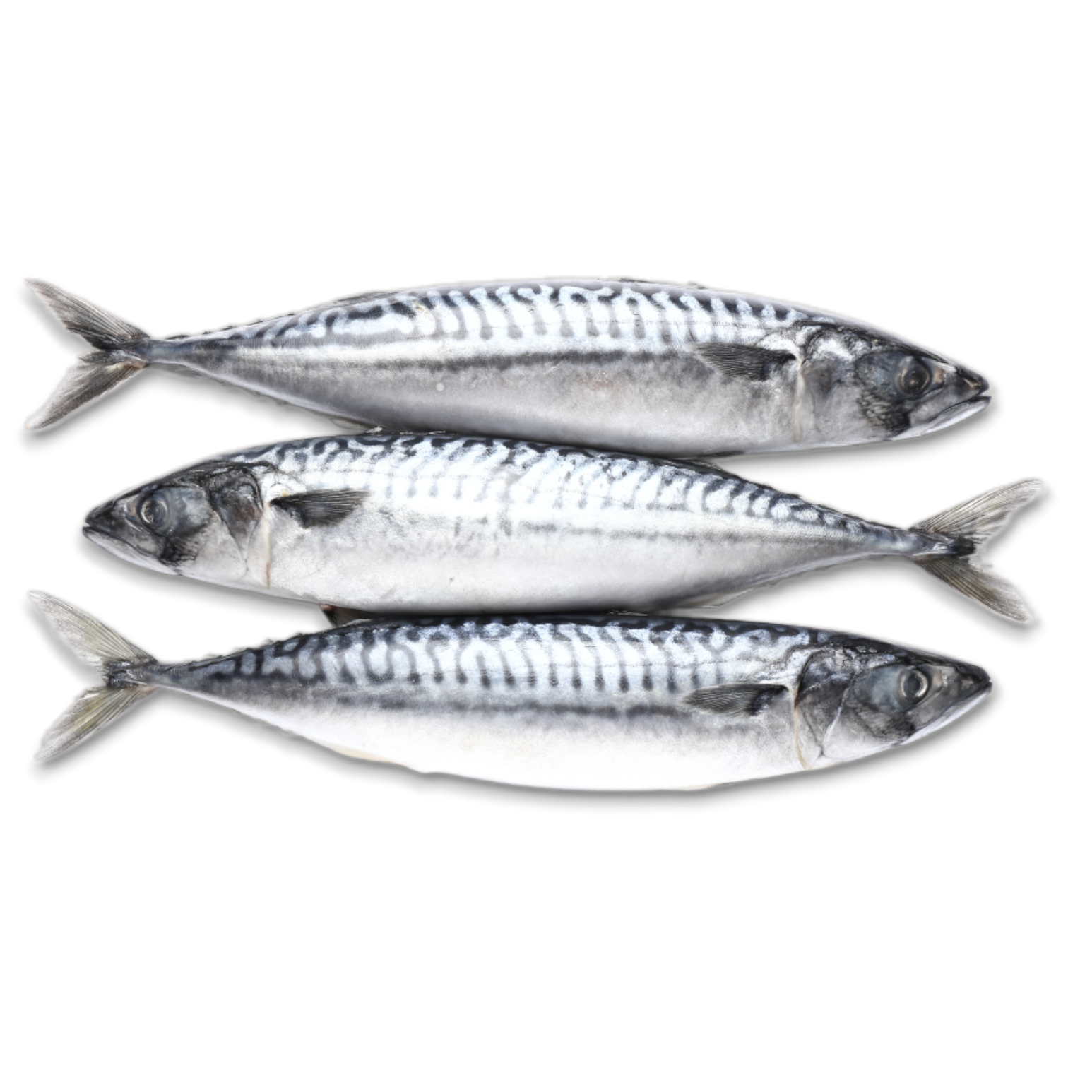 Mackerels / S. Scombrus WR 300-500 gr 20 Kilo-GB