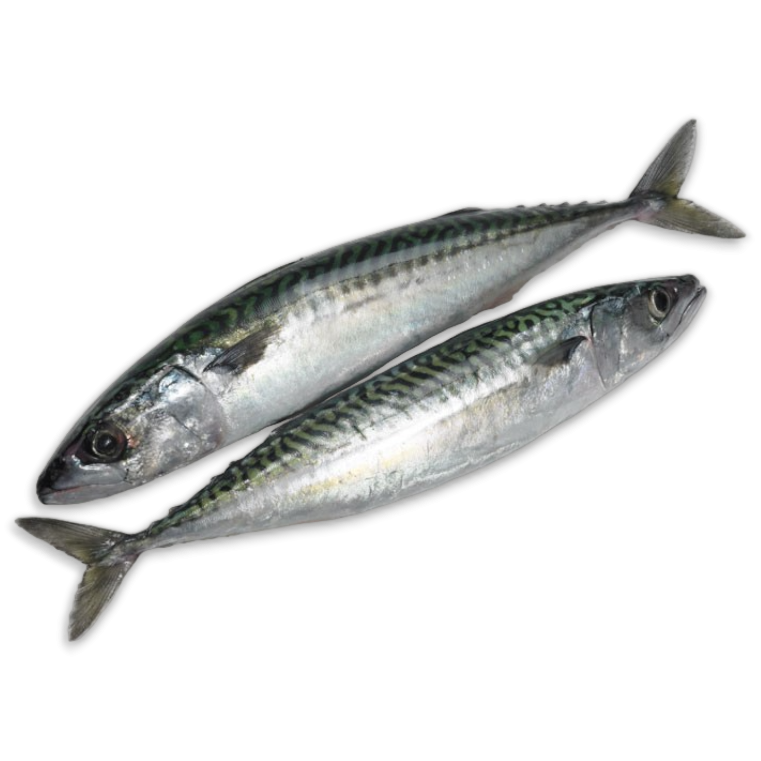 HBF Mackerel WR 300-500gr Block 2 x 12.5kg -FO