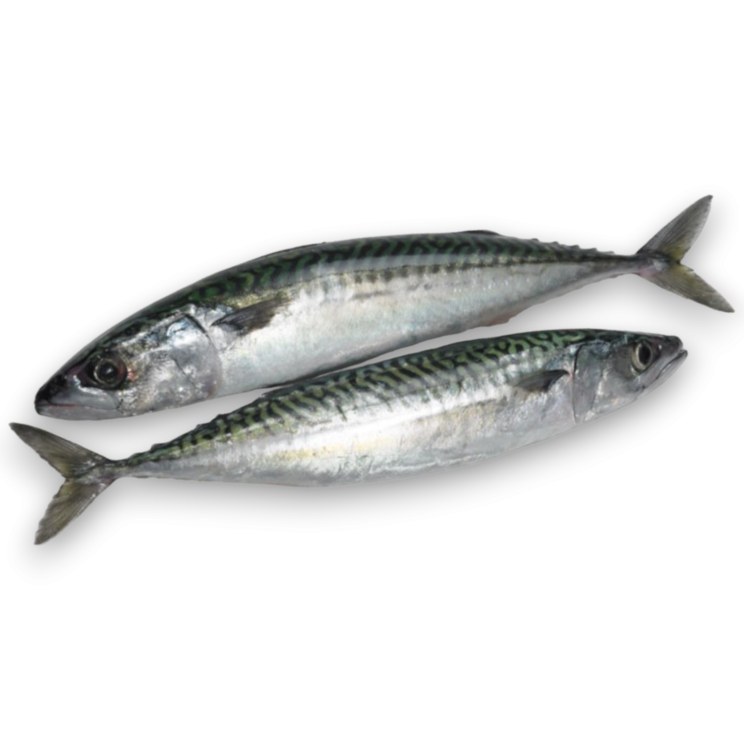 Mackerel WR 300-500 Block 1 x ~25kg -NO