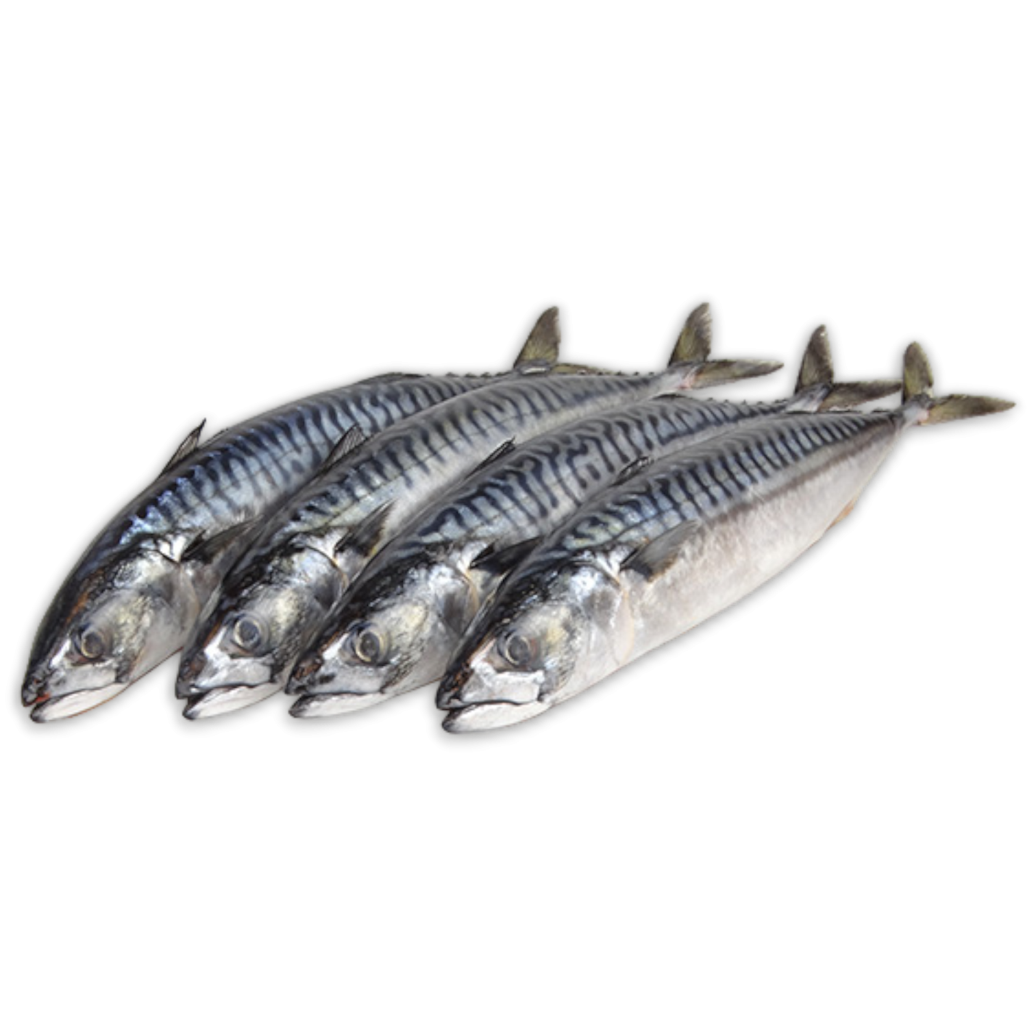 Pelagos Mackerel WR 400-600gr Block 1 x 18.5kg -FO