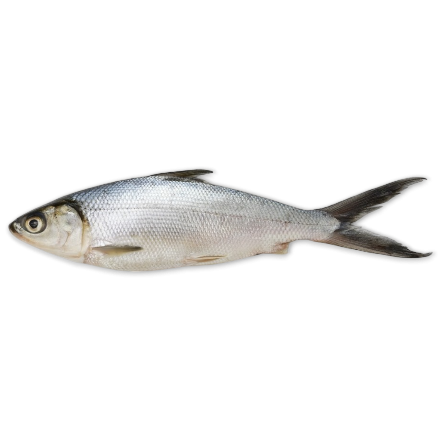 Milkfish WR 300/500 grs IQF/IWP 10 kg 20%-ID