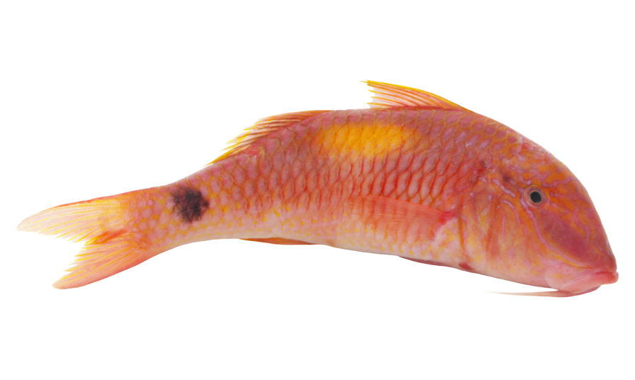 Jona Red Mullet Indian WR IQF 500-700 Gr 10 Kg-OM