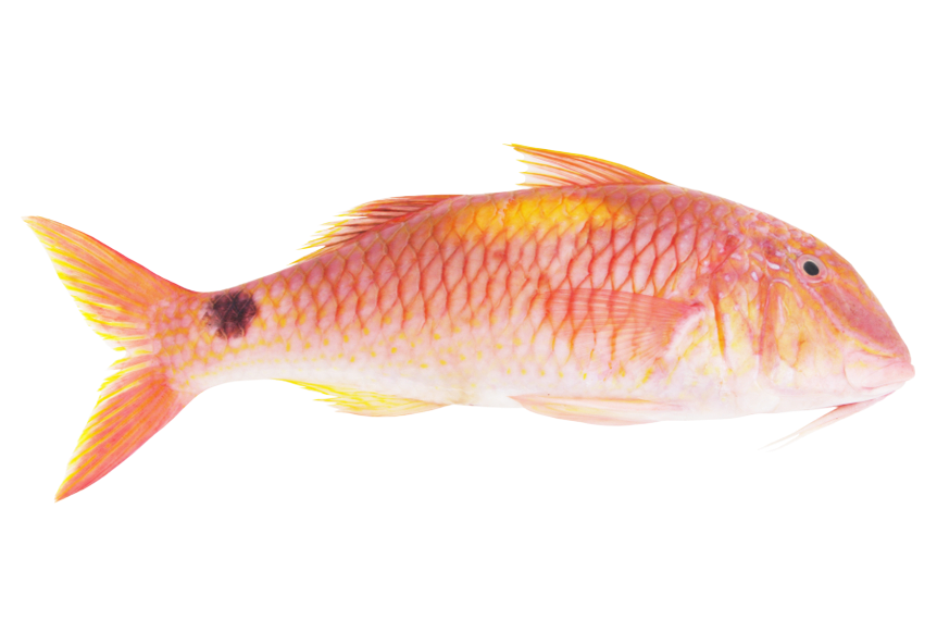 Jona Red Mullet Indian WR IQF 1-2 Kg 10 Kg-OM