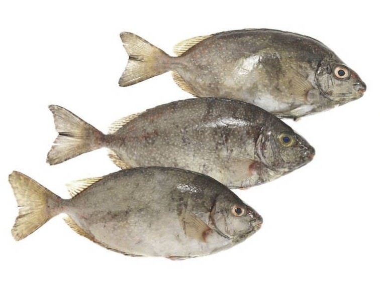 Rabbit Fish (Otti) WR IQF 500/800 gr+ 5 x 2 Kg-YE