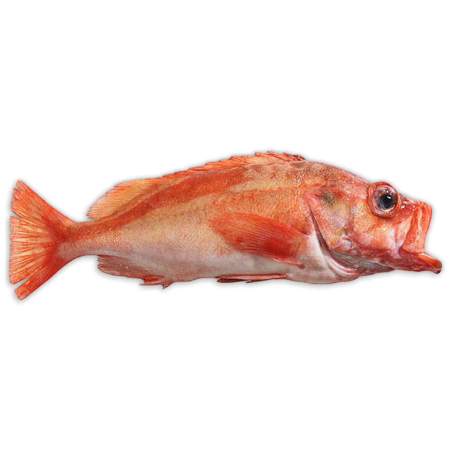 Redfish/S.Mentella A Grade Mix 30-35pc WR-20-NO