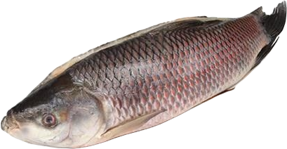 Jona Rohu Back Gutted 2000g-UP IWP 1 x 20kg 20% -MM
