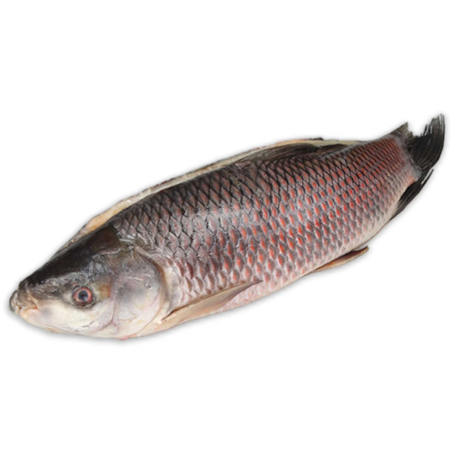 Sultanlar Rohu Back Gutted 2000g-UP IWP 1 x 20kg 20% -MM