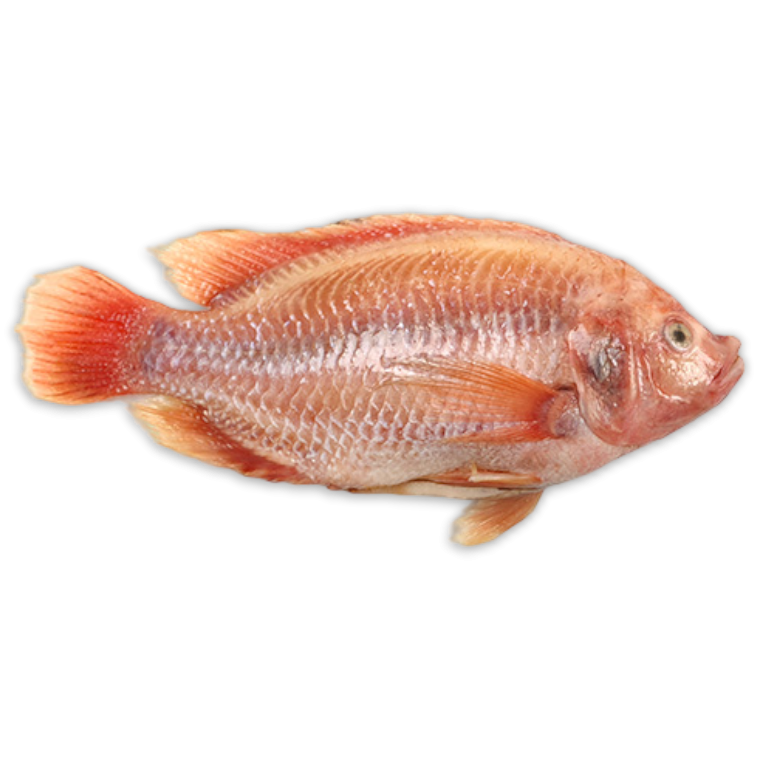 Ultimate Taste Red Tilapia WGS 700-900g IWP 1 x 4kg 20% -VN