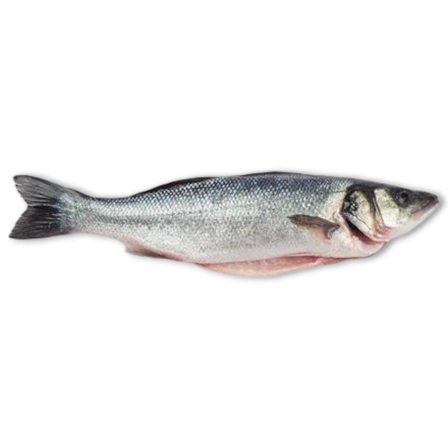 Jona Seabass Whole Gutted IQF 600-800 grs 5 Kg 25%-TR