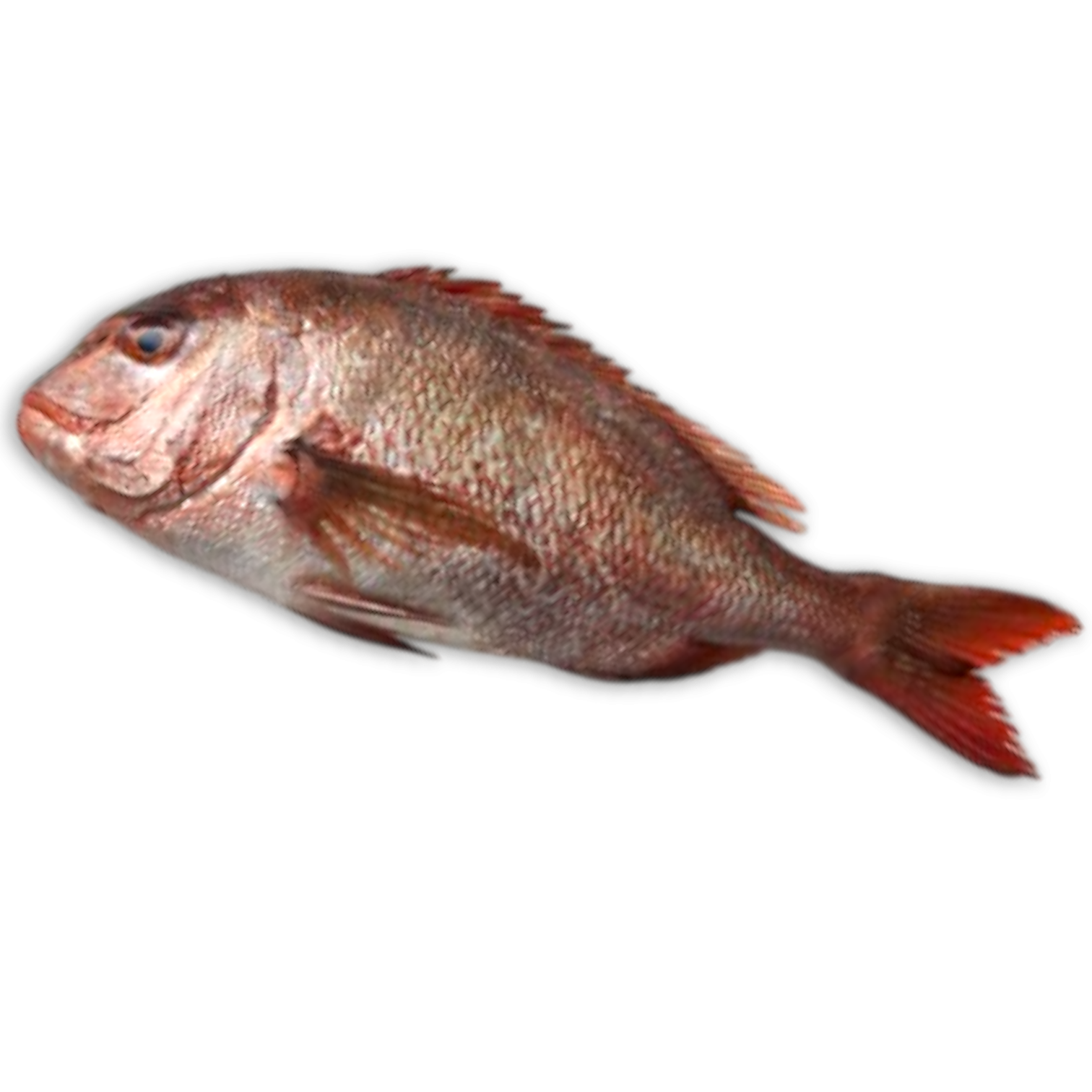 Red Seabream 800-2000g Block 1 x 20kg -GR