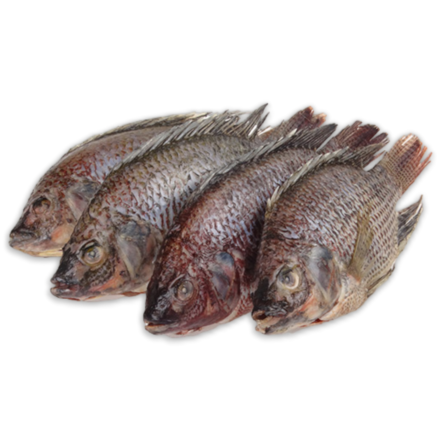 DSD Tilapia WGS 300-500g IWP 1 x 4kg 20% -CN