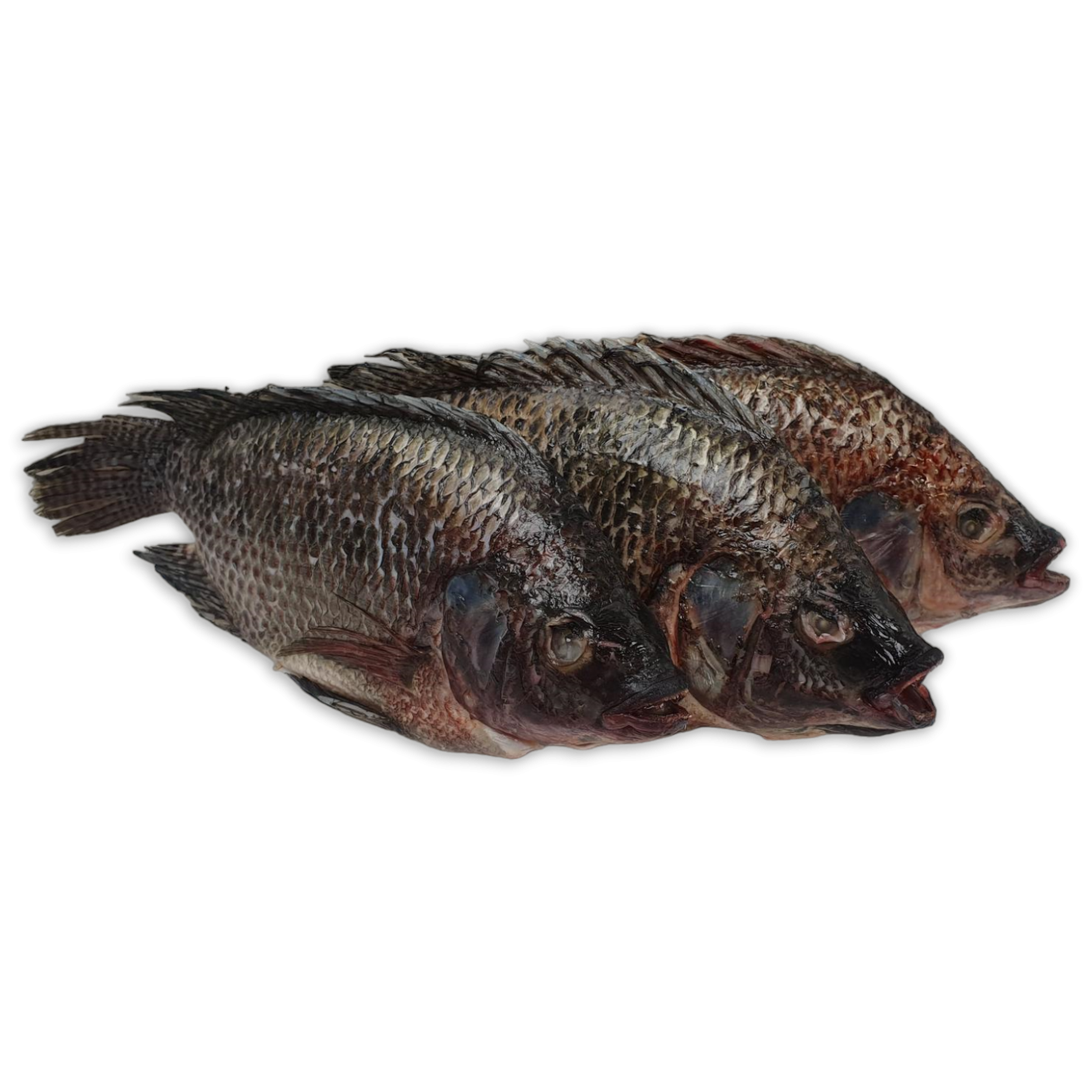 DSD Tilapia WGS 500-800g IWP 1 x 4kg 20% -CN