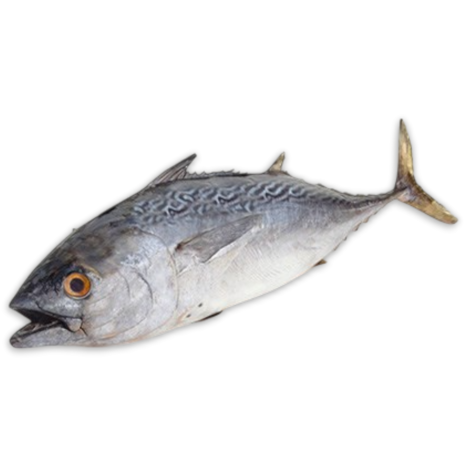 Little Tunny/Euthynnus Affinis/Ca Ngu Cham 2+ IWP 10Kg-IN