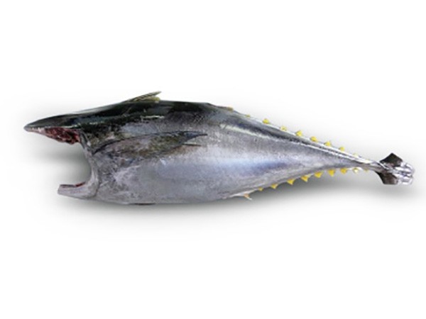 Yellowfin Tuna / T. Albacares H&G/IQF >10 kg PER BOX P/KG-IN