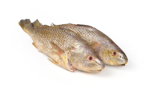 Yellow Croakers Semi-IQF belly-up 900+ 10 Kg-SR