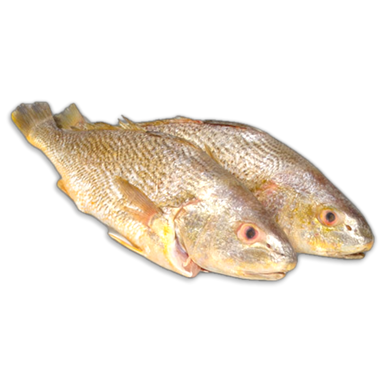 Yellow Croakers Gutted & Scaled 800-1200 gr 2 x 3 kg-AR