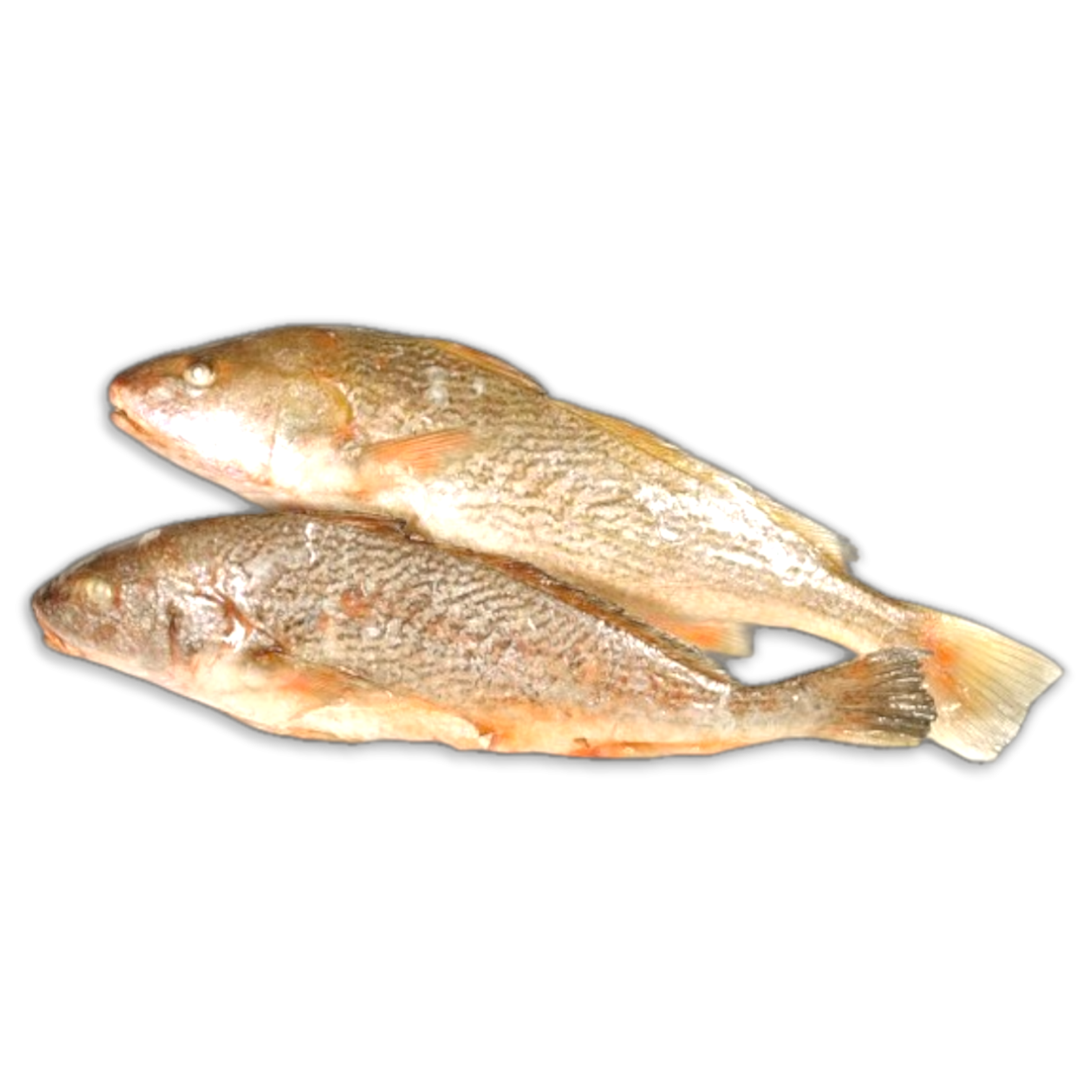 OD Yellow Croakers WG 500-1000g 1 x 10kg 100%NW -SR