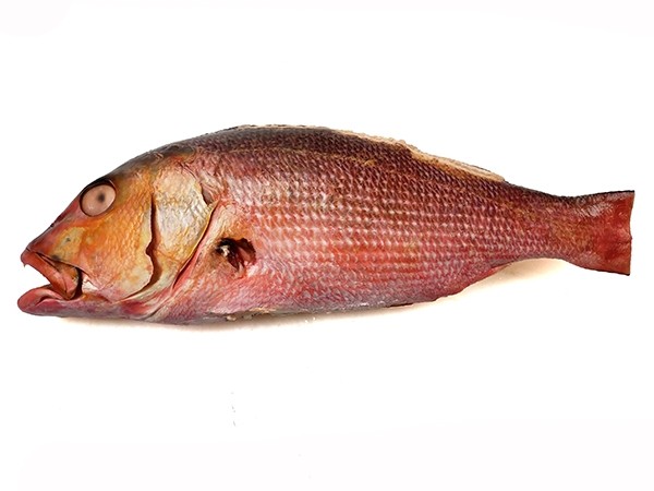 Two-Spot Red Snappers (L. Bohar) 2-3 Kg WGST IWP 20 Kg-IN