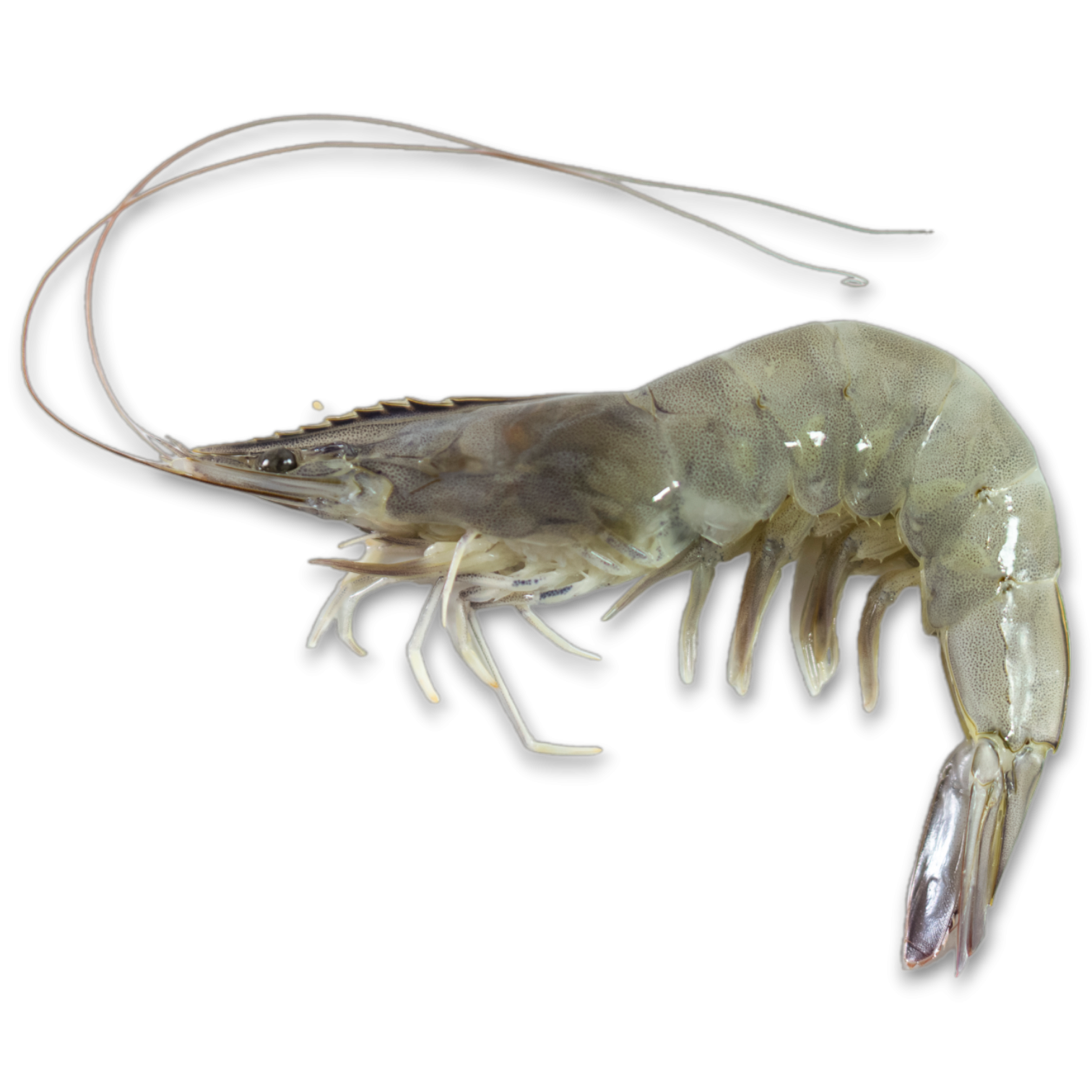 Jona Premium Vannamei shrimps HOSO RC 30/40 10x1 kg 20% -EC
