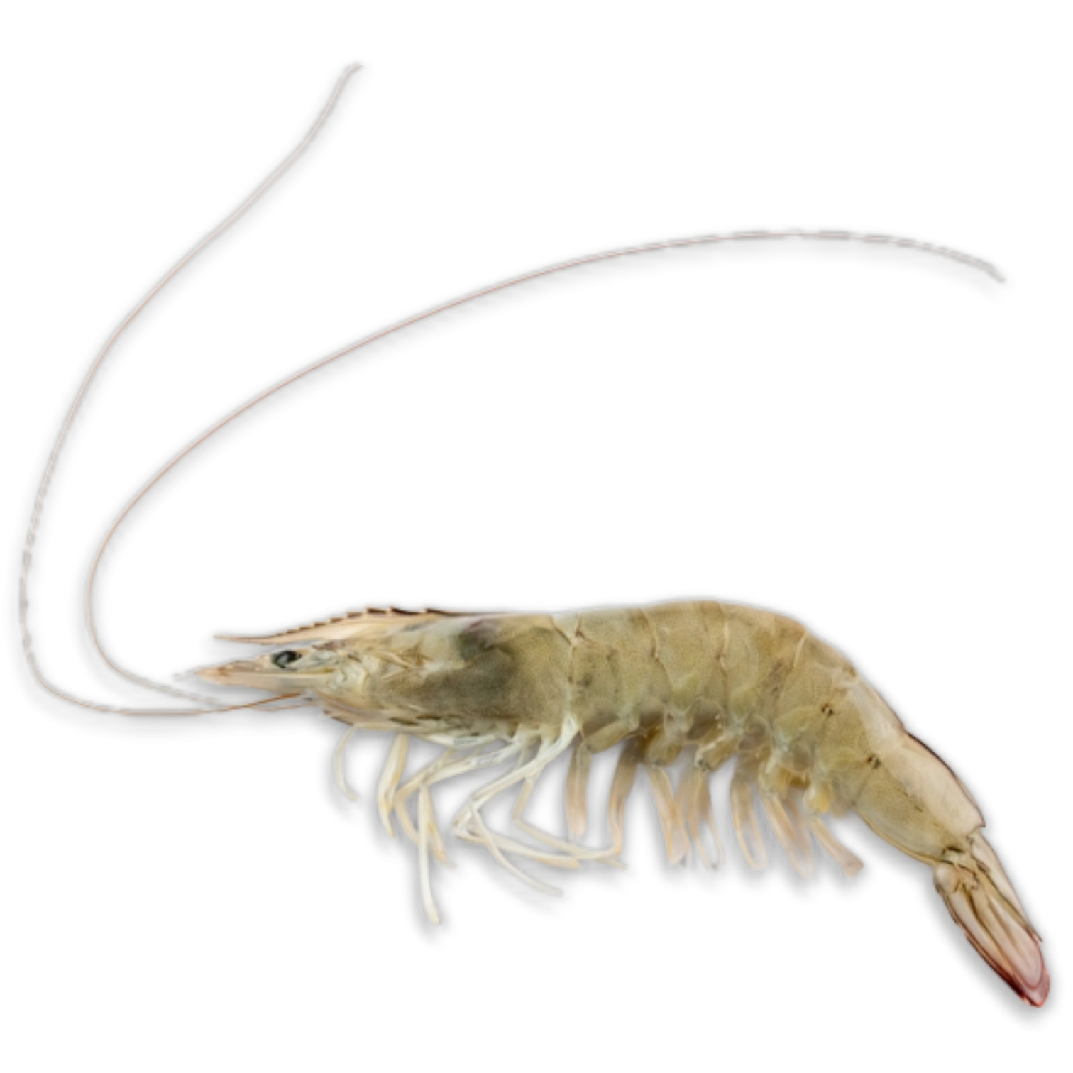 Jona Premium Vannamei shrimps HOSO RC 50/60 10x1 kg 20% -EC