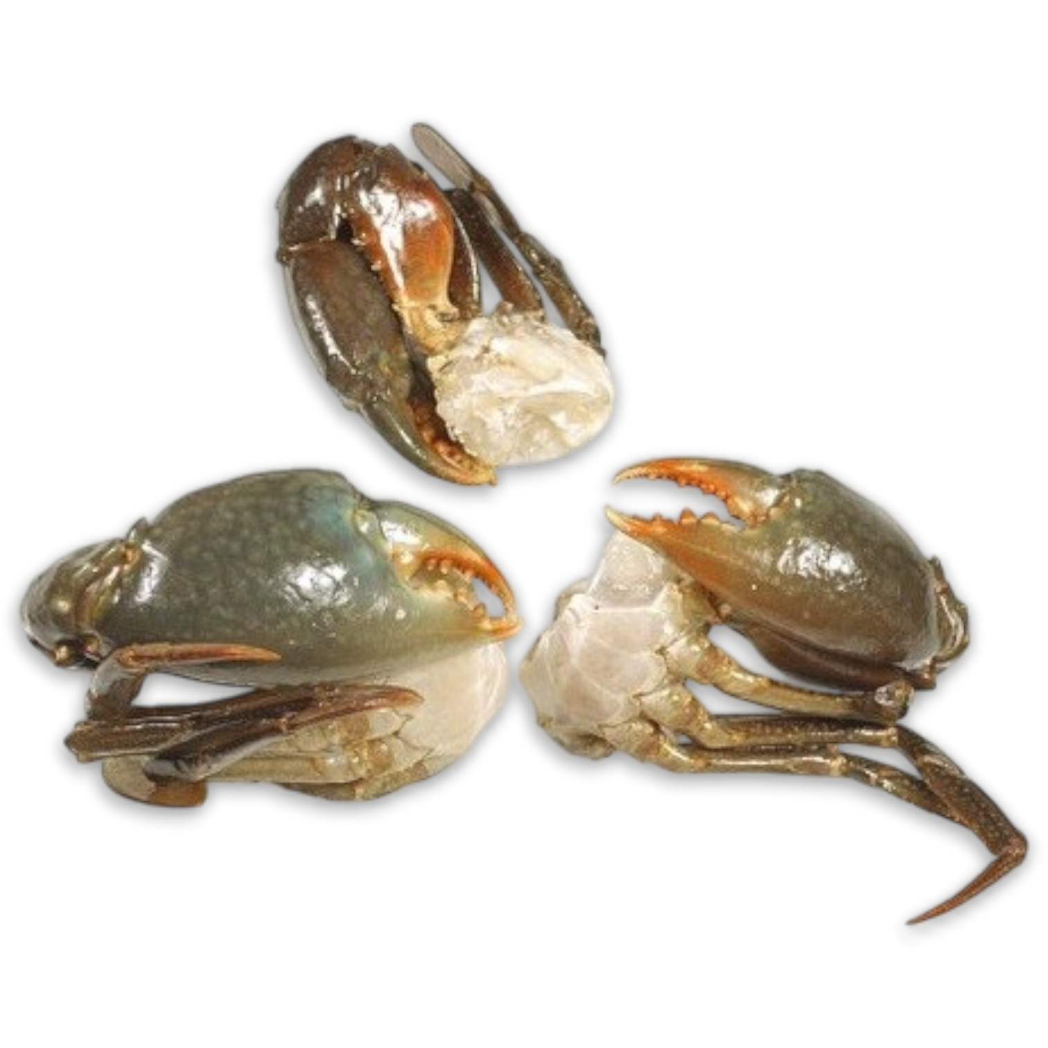 LARGE Cut Grand mangrove Crab (4-8 pc/kg) 12 x 1 kilo-MG