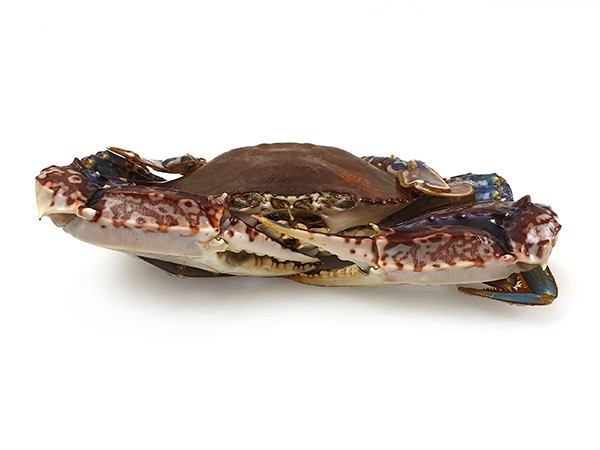 Blue Swimming Crab Whole Round 150/200 IQF 10 kg-SN