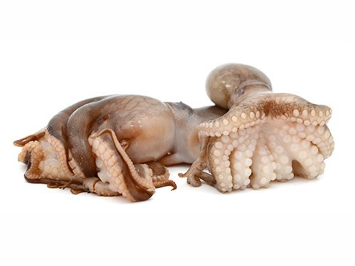 Knuppel slecht humeur zonde JONA Octopus Vulgaris Portugal Clean 1-2 Kg Tray 14kg 100%-P