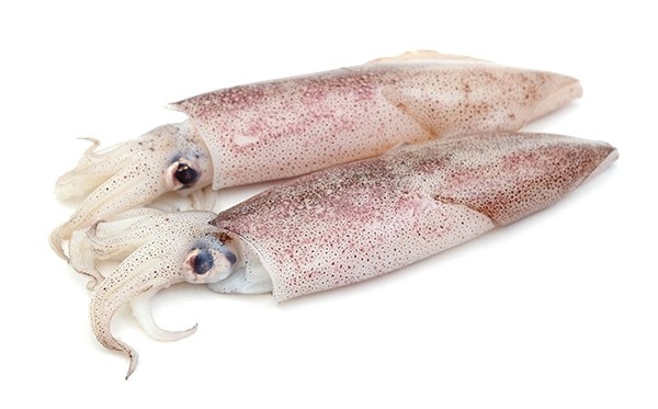 Squid Whole Loligo Duvauceli 6-10 5 x 4 kg 10%-IN
