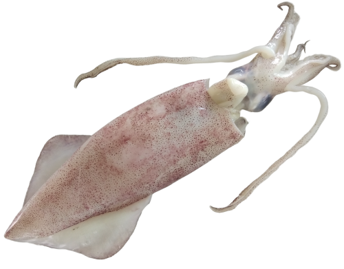 Squid Whole Loligo Duvauceli U3 6 x 2 kg 10%-IN
