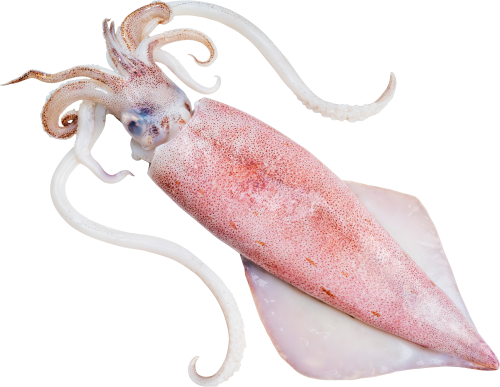 Squid Whole Loligo Duvauceli 3-6 6 x 2 kg 10%-IN