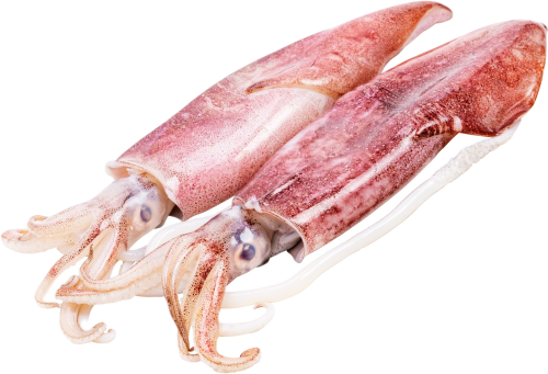 Squid Whole Loligo Duvauceli 6-10 6 x 2 kg 10%-IN