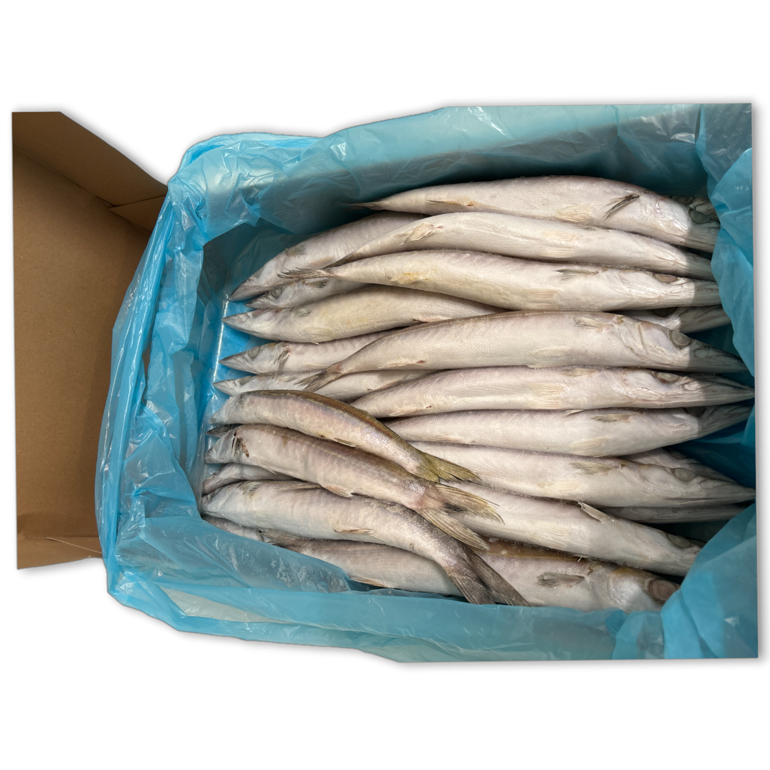 Barracuda WR 200-500 g 10 kg - SU
