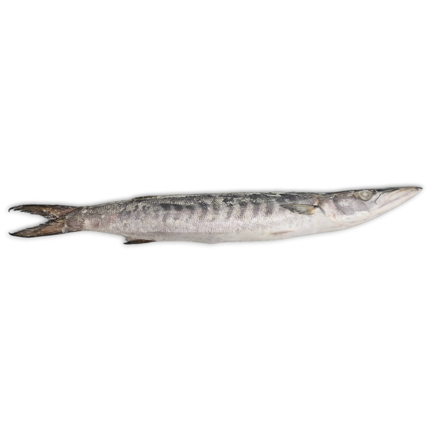 Jona Barracuda WR 2000-3000g IWP 1 x 25kg -IN