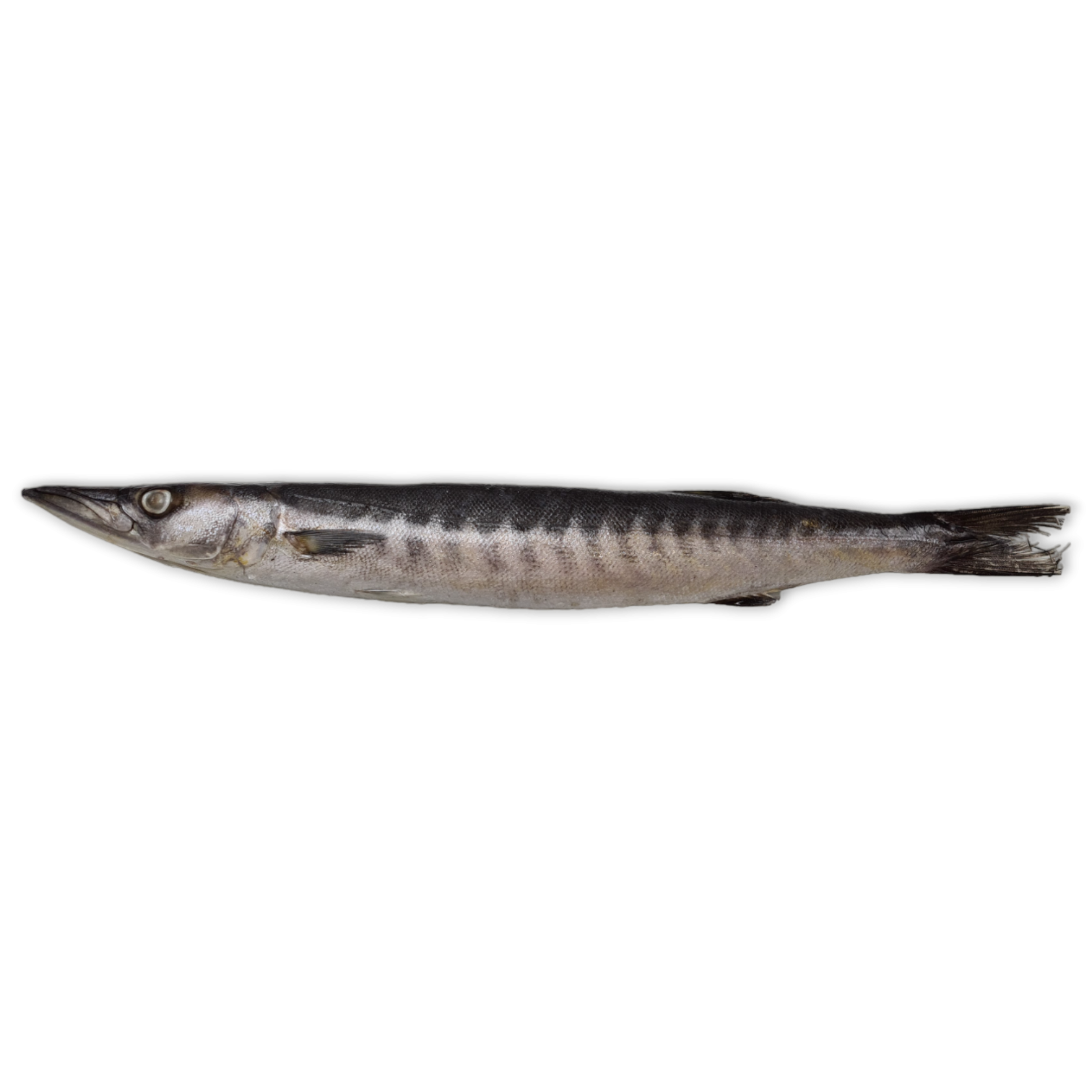 JONA Barracuda WR 500-1000 gr 1 x 10 kg IQF/IWP-IN