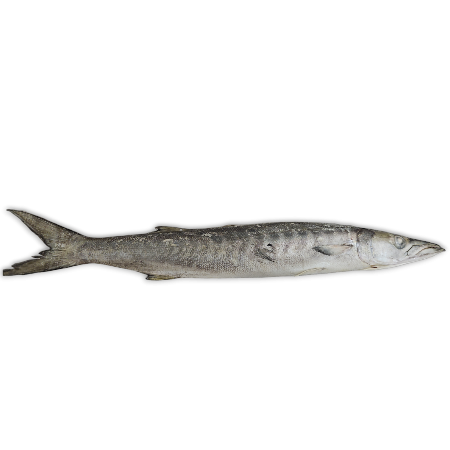 Barracuda WR 1-2kg IWP 1 x 15kg -OM
