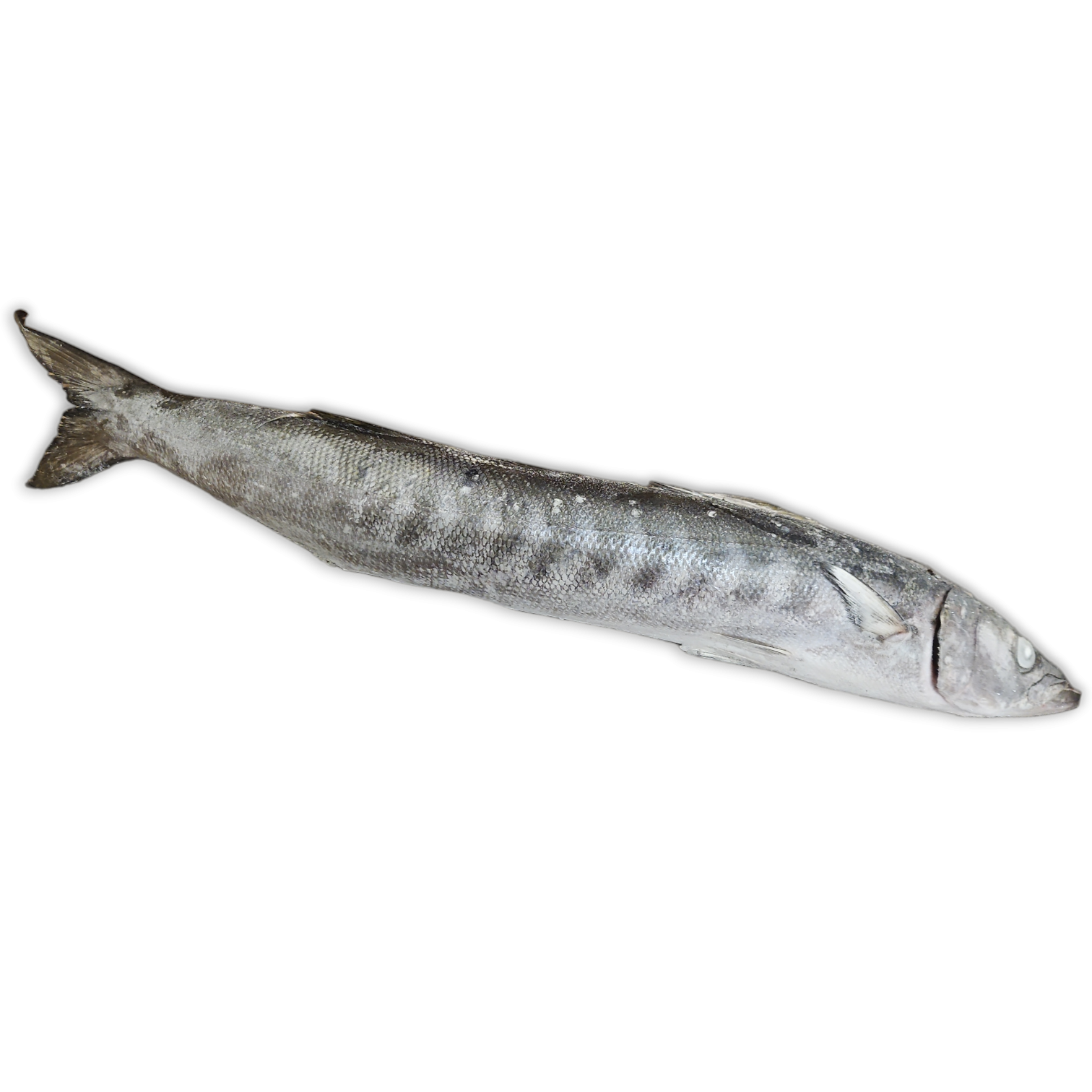Barracuda WR 2-3kg IWP 1 x 15kg -OM