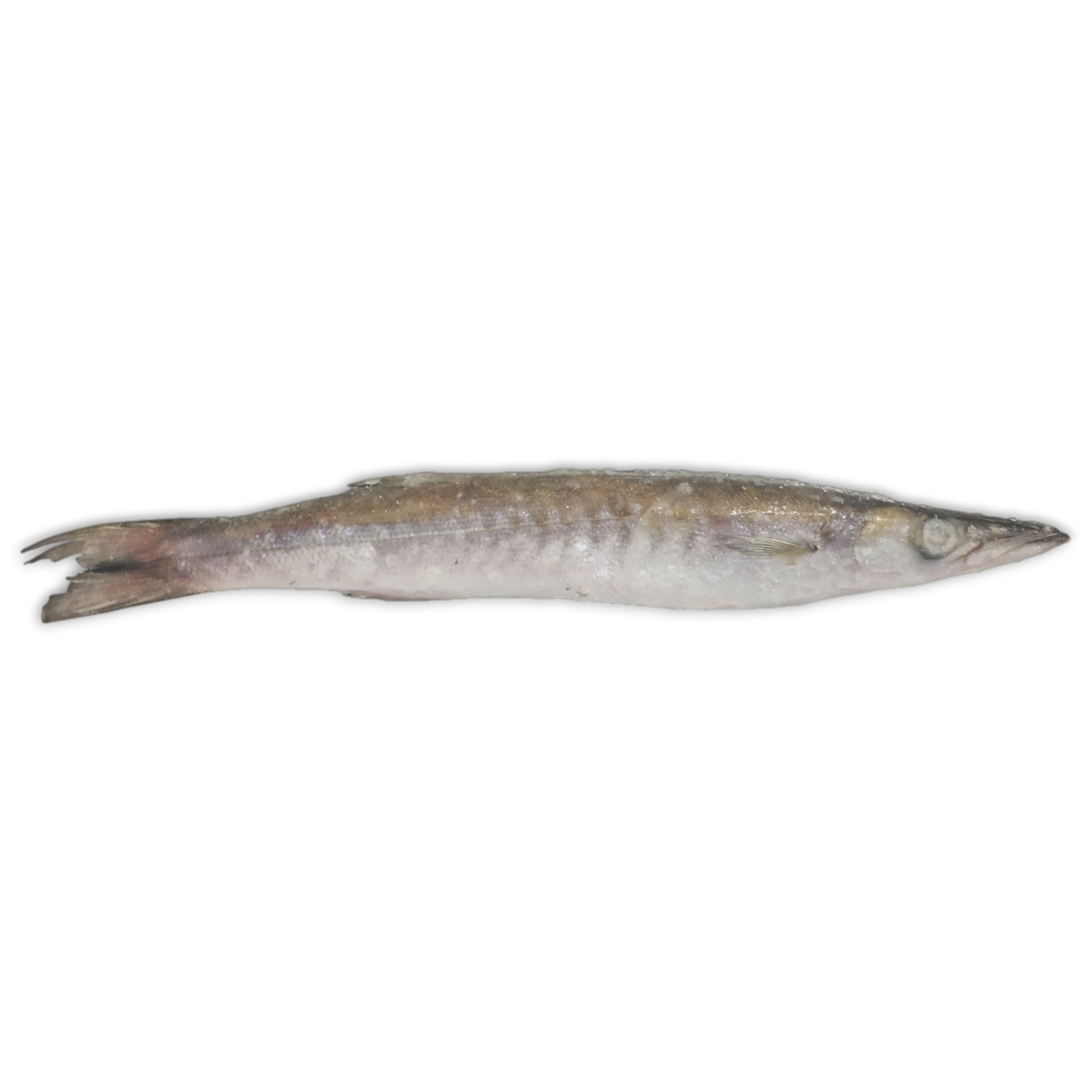 Jona Barracuda WR 150-200g Block 1 x 15kg 10% -EC
