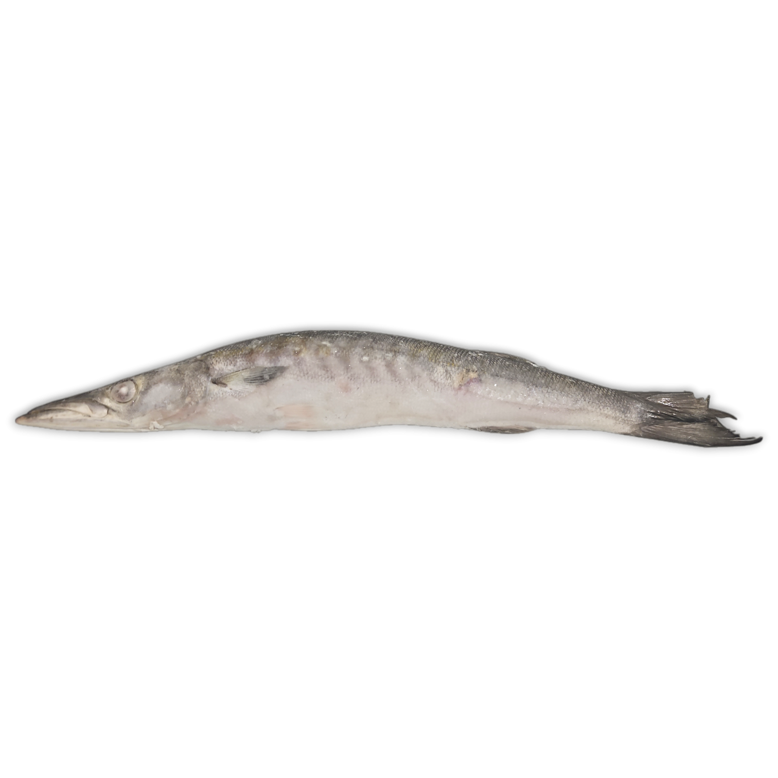 Jona Barracuda WR 500-700g Block 1 x 15kg 10% -EC